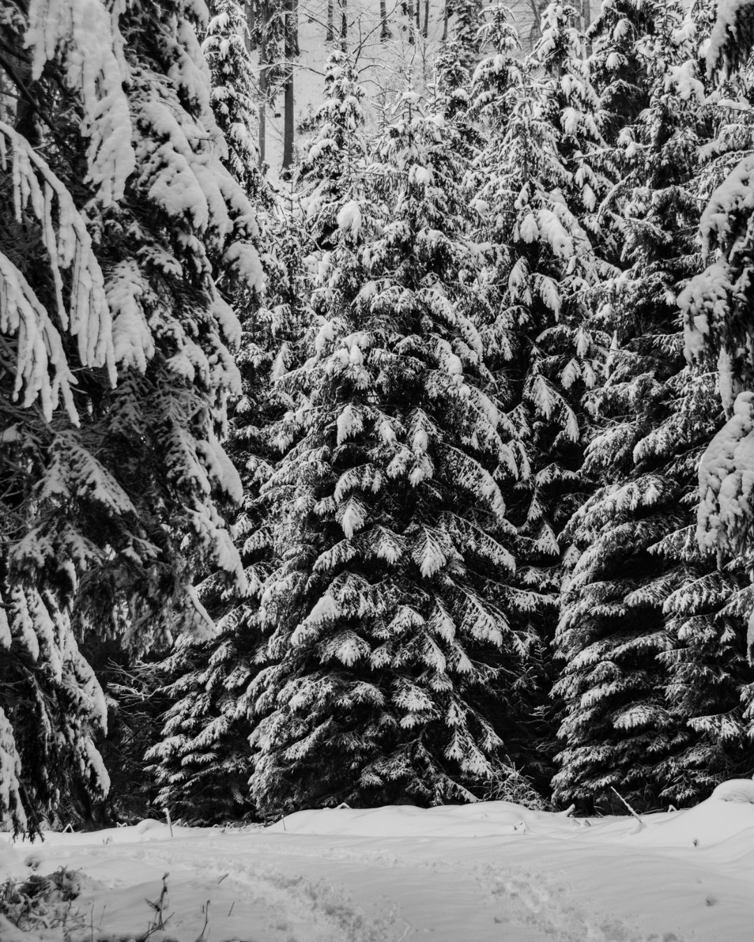 Alberi innevati nella Valle di Riofreddo