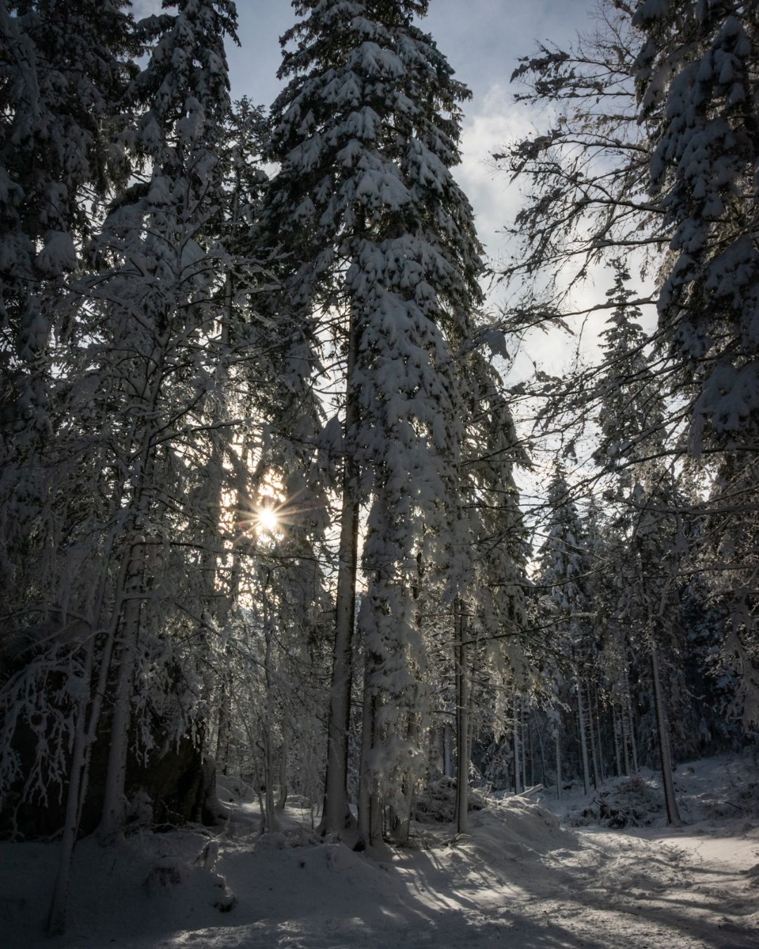 Alberi innevati nella Valle di Riofreddo