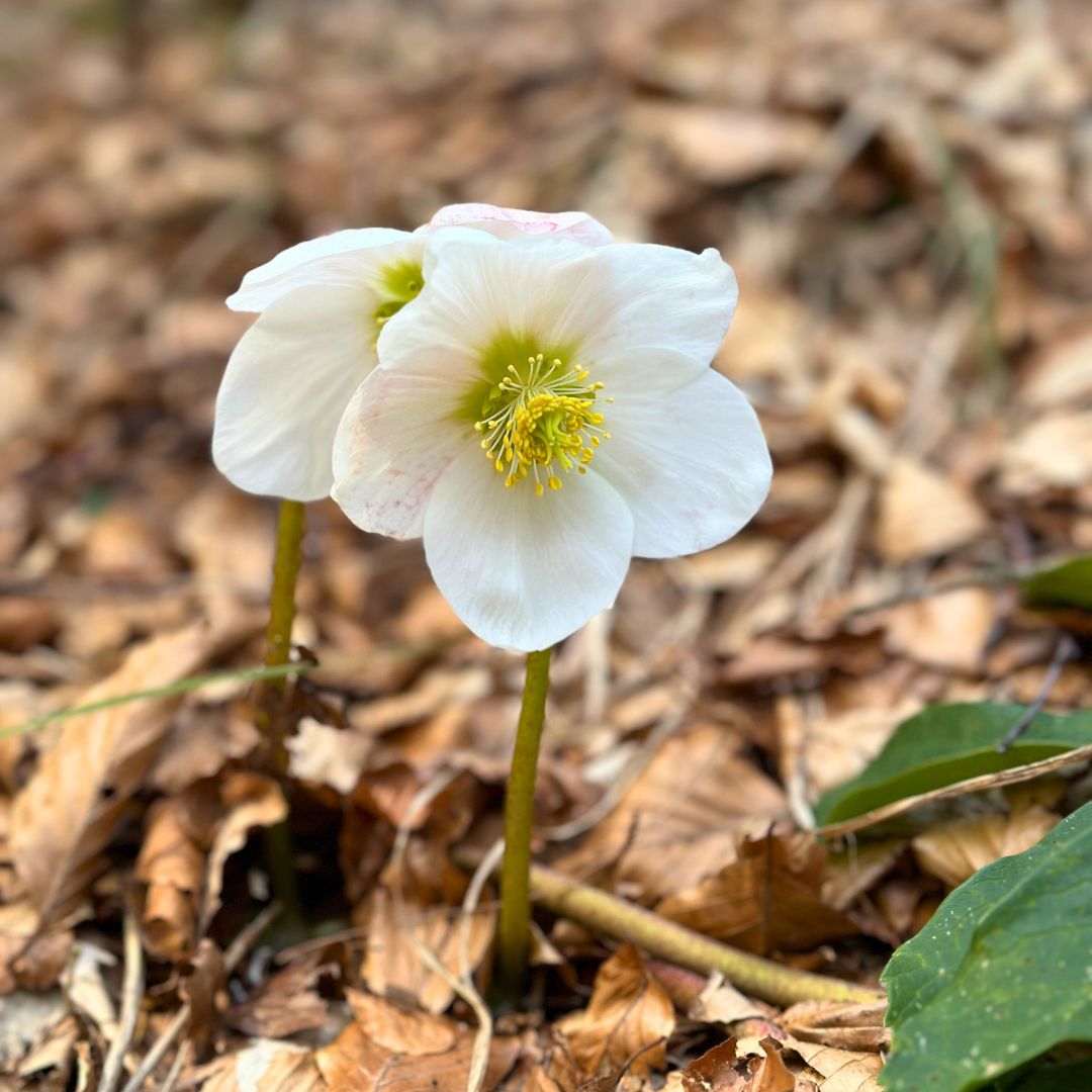 elleboro in fiore